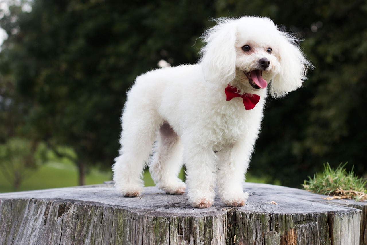 poodle, animal, puppy-2141699.jpg