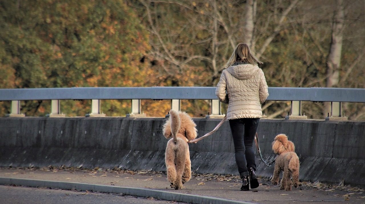 dog, large poodle, the person-5786067.jpg